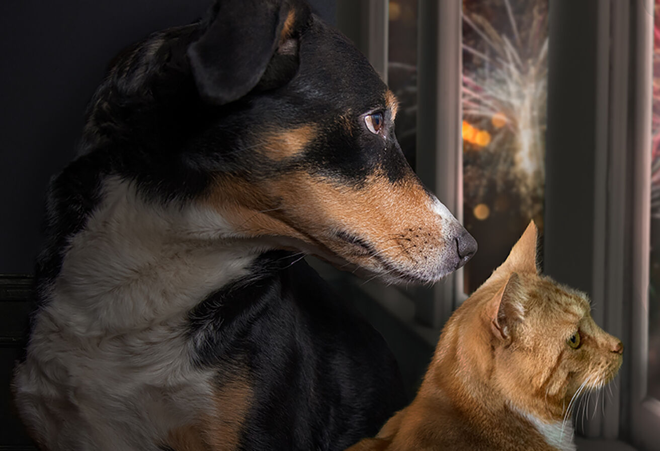 dog and cat looking out the window at nighttime